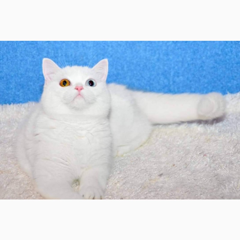 Фото 2. Белая разноглазая кошка
