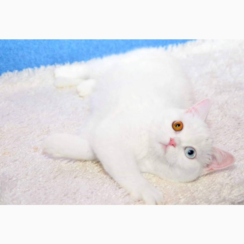 Фото 4. Белая разноглазая кошка