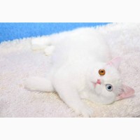 Белая разноглазая кошка