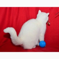 Белая разноглазая кошка
