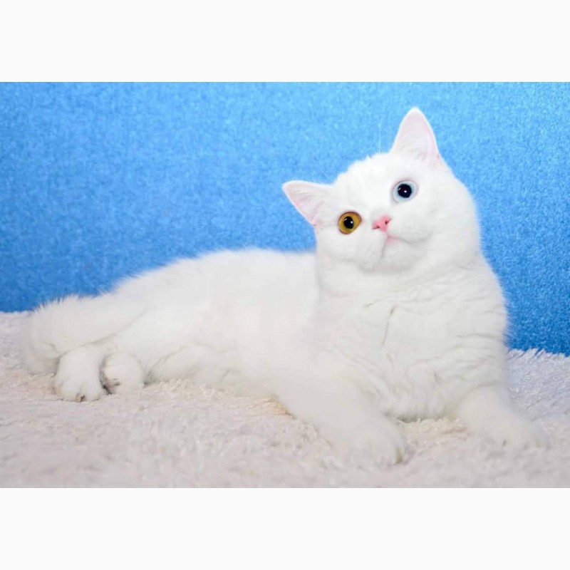 Фото 6. Белая разноглазая кошка