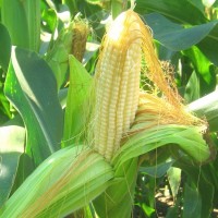 Посівний матеріал гібридів кукурудзи