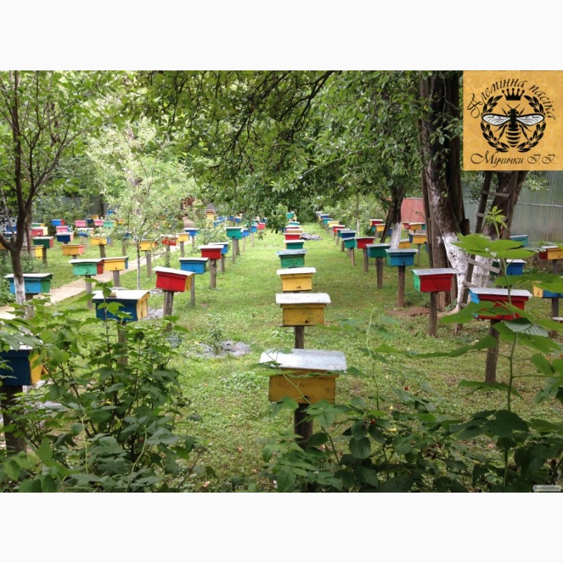 Фото 2. Продам чистопородні бджоломатки карпатської породи