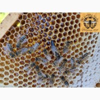 Продам чистопородні бджоломатки карпатської породи