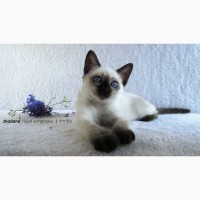 Тайские котята питомника Роял Симфони. Элита породы