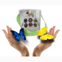 Ферма бабочек - набор из 5 шт