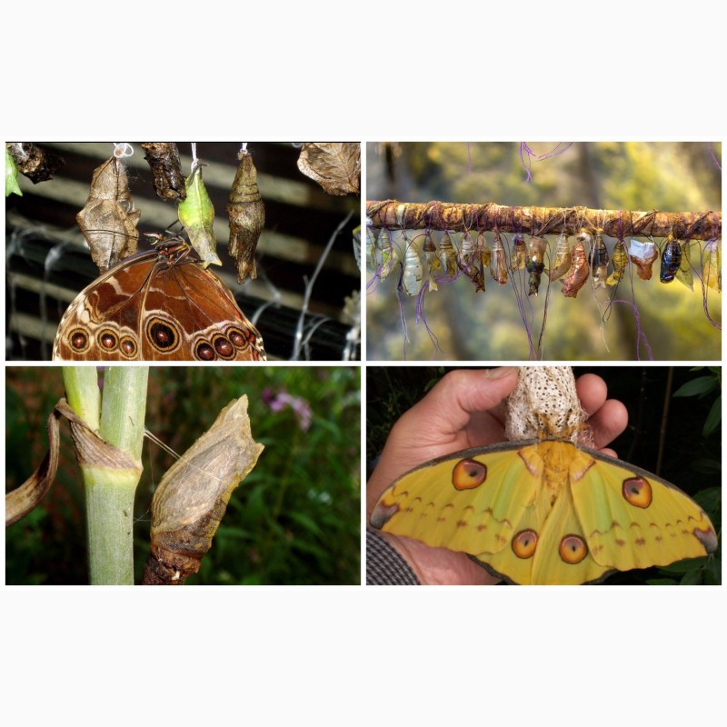 Продажа Живых тропических бабочек более 30 Видов