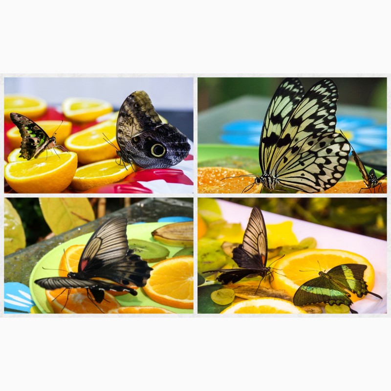 Фото 2/3. Продажа Живых тропических бабочек более 30 Видов
