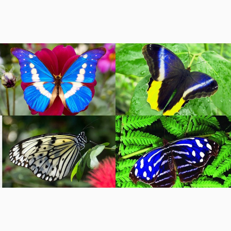 Фото 3. Продажа Живых тропических бабочек более 30 Видов