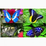 Продажа Живых тропических бабочек более 30 Видов