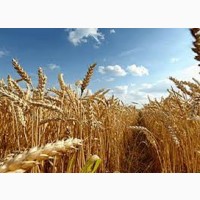 Семена озимой пшеницы АХИМ Германия