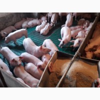 Продам премікси для різних статево-вікових груп свиней