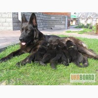 Продам высокопородистых щенков немецкой овчарки