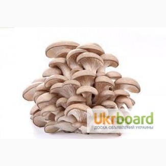 Продаем оптом и врозницу свежие грибы вешенки