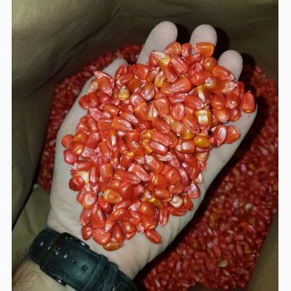 Продам семена ярой кукурузы Catalina, канадский трансгенный гибрид