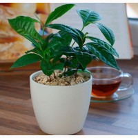 Чайный куст (Camellia sinensis) семена