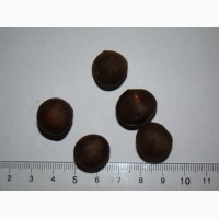Чайный куст (Camellia sinensis) семена