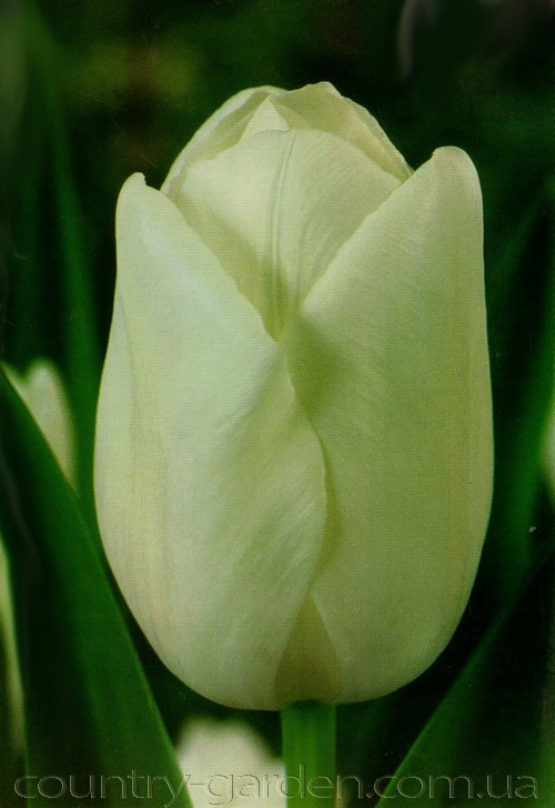 Фото 12. Продам луковицы Тюльпанов Гигантских и много других растений (опт от 1000 грн)