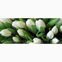 Продам луковицы Тюльпанов Гигантских и много других растений (опт от 1000 грн)