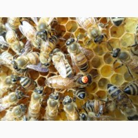Бджоломатки (Пчеломатки-матки) Бакфаст F1 2020 р