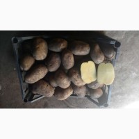 Продам домашню картоплю відбірну
