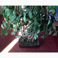Дерево растение искусственное декоративное фикус 180см/100см/90см
