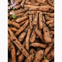 ОПТ Морква та інші овочі Експорт великі об#039; єми
