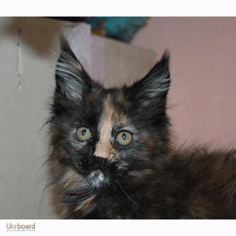 Фото 3/8. Великолепные котята мейн кун из питомника Amuretto