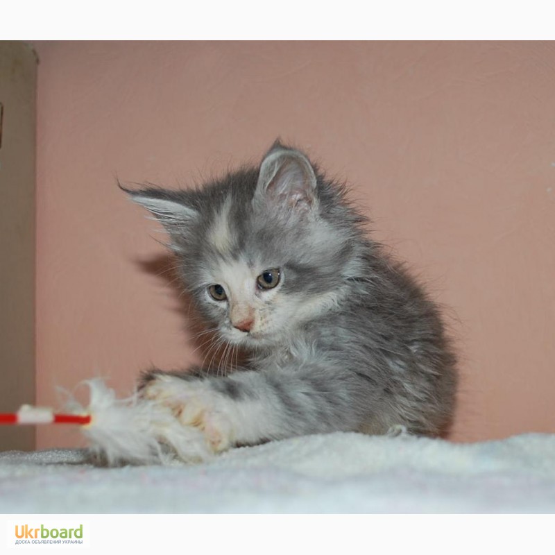 Фото 5. Великолепные котята мейн кун из питомника Amuretto