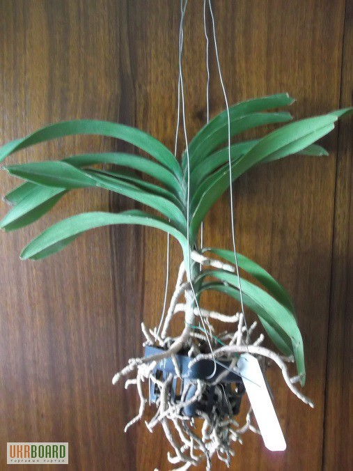 Фото 2/2. Продам орхідею Ванду майже даром за 185гр!