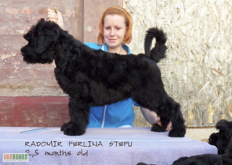 Русский Черный Терьер - Очень объёмный тяжёлый щенок, шоу перспектива!
