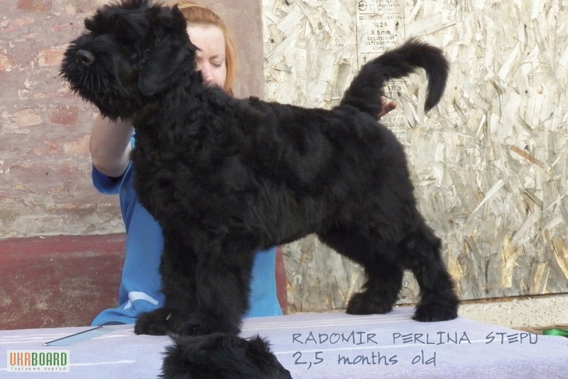 Фото 2. Русский Черный Терьер - Очень объёмный тяжёлый щенок, шоу перспектива!