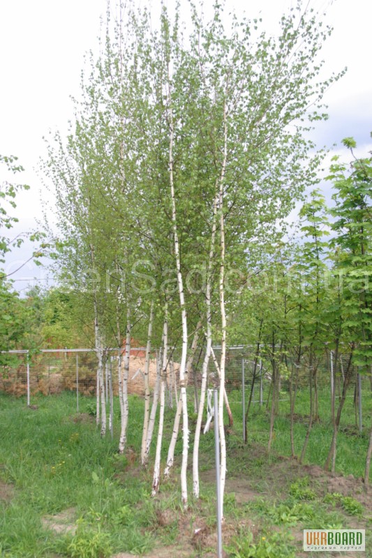 Фото 1/4. Крупномеры - продам взрослые деревья для озеленения: ели, сосны, березы, дубы.