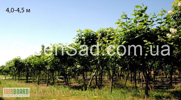 Фото 2. Крупномеры - продам взрослые деревья для озеленения: ели, сосны, березы, дубы.