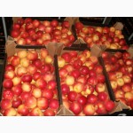 Яблоки из Польши от производителя польская компания