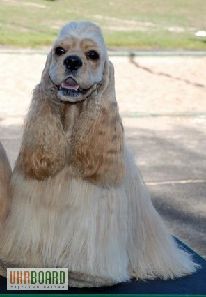 Фото 14. Продам высокопородного щенка шоу-класса американского кокер спаниеля