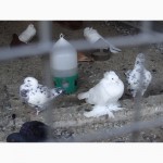 Продам голуби разных пород