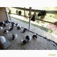 Продам голуби разных пород