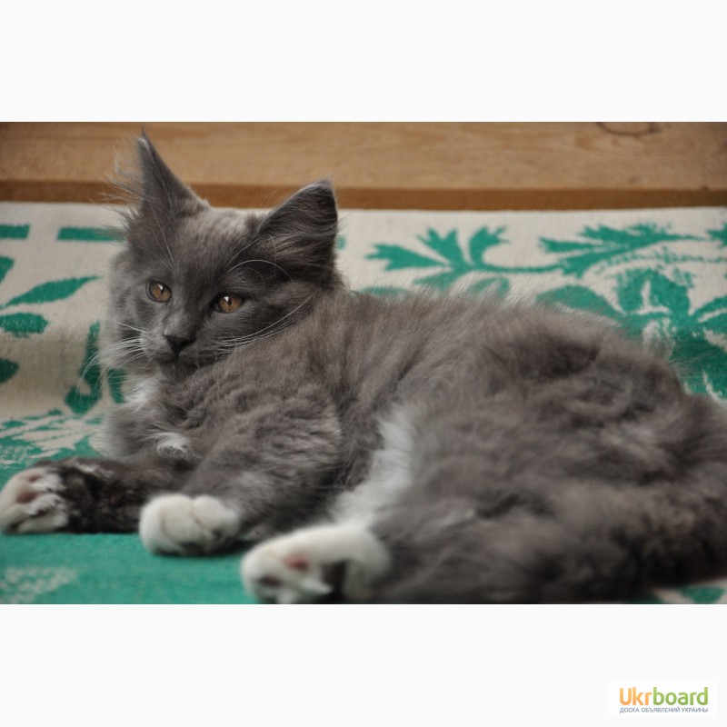 Фото 6. Крупный котенок мейн-кун с хорошими породными данными
