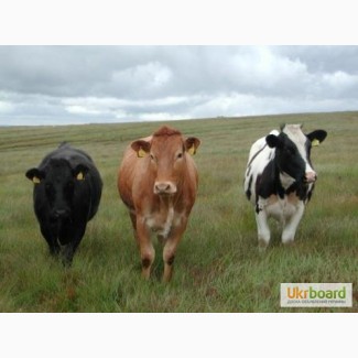 Мясокомбинат закупает КРС( коров, быков, телок)от хозяйств и населения