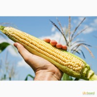 Семена кукурузы ВН 63 (ФАО 280)