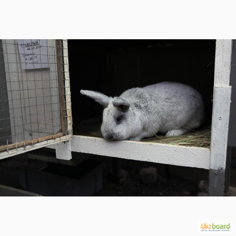 Фото 4. Предлагаются вашему вниманию Племенные кролики: Большое Светлое Серебро (БСС, Евросеребро)