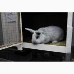 Предлагаются вашему вниманию Племенные кролики: Большое Светлое Серебро (БСС, Евросеребро)