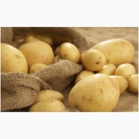 Закупаем картофель нестандартный у себя на рампе