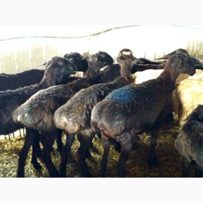 Фото 2. Продам овец, баранов разных пород: Романовские, Гессарские, Мериносы