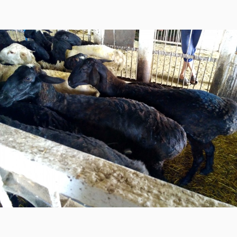 Фото 3. Продам овец, баранов разных пород: Романовские, Гессарские, Мериносы