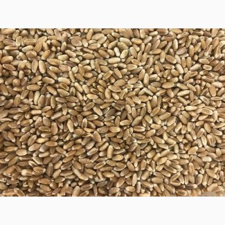 Зерно пшениця
