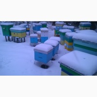 Продам пчелопакеты и пчелосемьи Харьков
