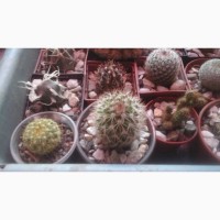 Продам кактусы и суккуленты, флорариумы и композиции