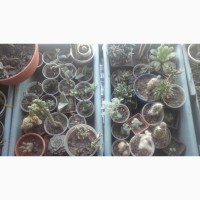 Продам кактусы и суккуленты, флорариумы и композиции